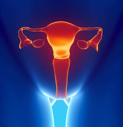 The National Vulvodynia Association define the vulva as the outside of the female genitalia that helps protect the sexual organs, vagina, and urinary opening from infection. The external...